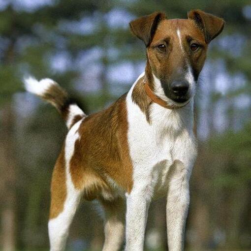 Fox Terrier com pelagem lisa em pé na floresta