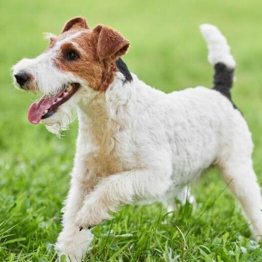 Wire Coated Fox Terrier brincando na grama