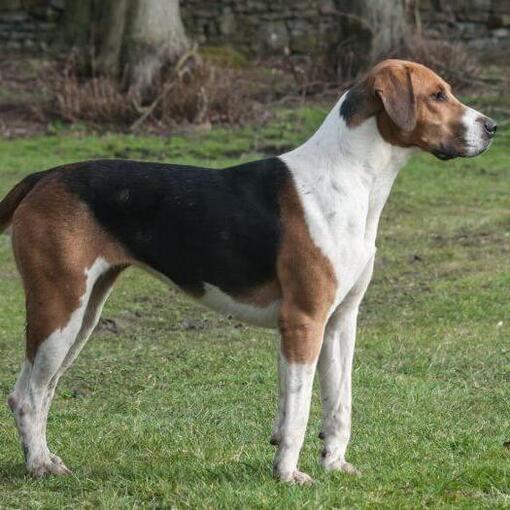 Foxhound em pé na grama