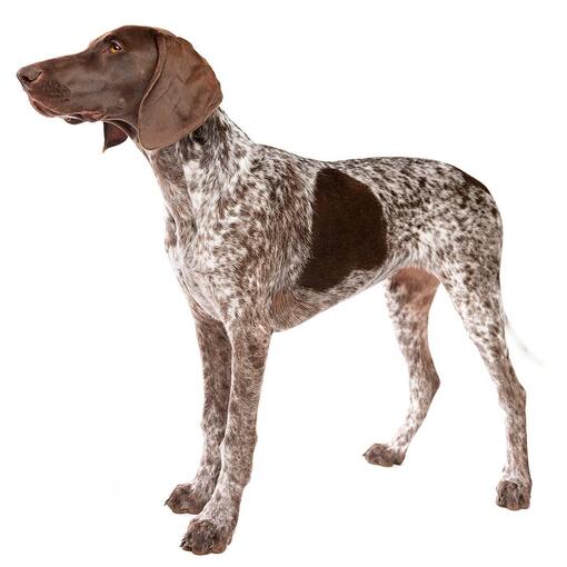 Raça Alemã de Cão Ponteiro de Pêlo Curto