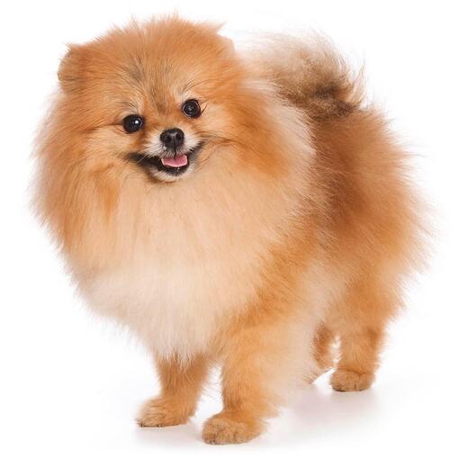 Raça de cachorro Spitz Klein alemão
