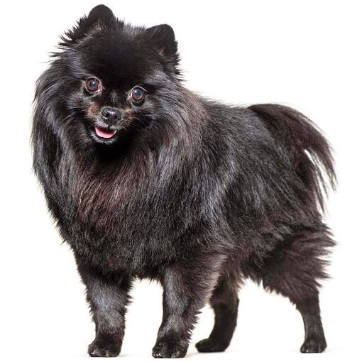 Raça de cachorro Spitz Alemão (Mittel)