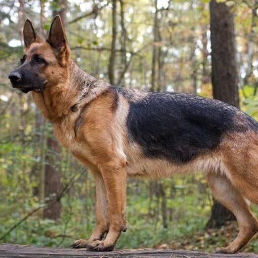 Cão pastor alemão na floresta