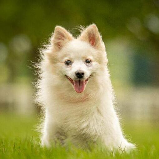 Spitz Alemão em campo