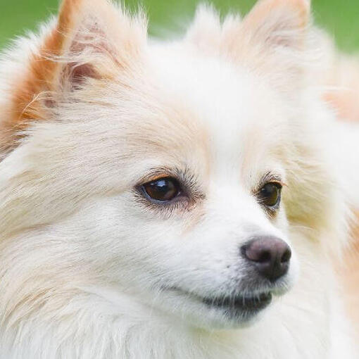 spitz klein alemão