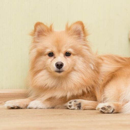 Brown Mittel Spitz Alemão deitado na escada
