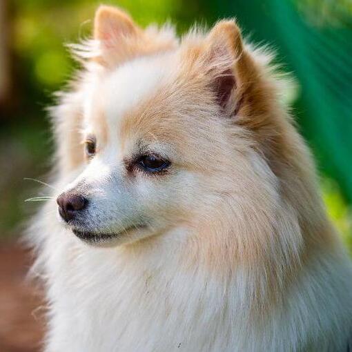 Mittel German Spitz no quintal