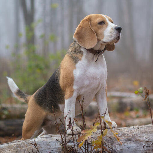 Beagle na floresta