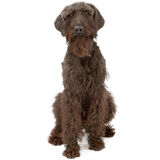 Raça de cachorro Schnauzer gigante