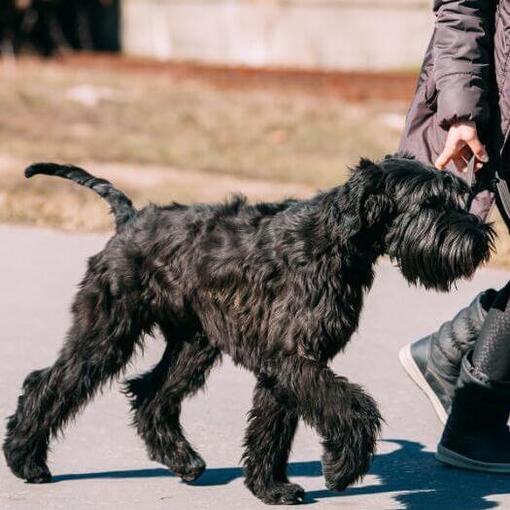 Schnauzer gigante andando na coleira