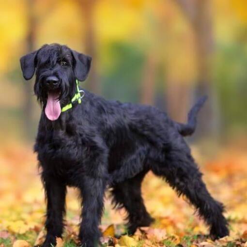 Filhote de Schnauzer gigante na floresta de outono