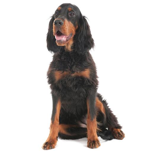 Raça de cachorro Gordon Setter