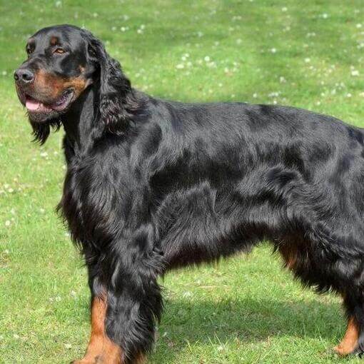 Cachorro parado na grama