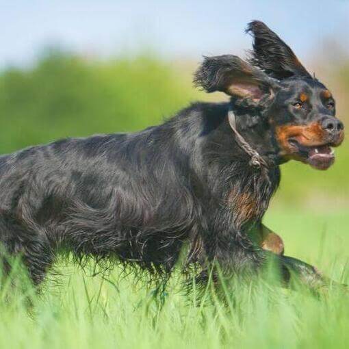 Cachorro correndo na grama