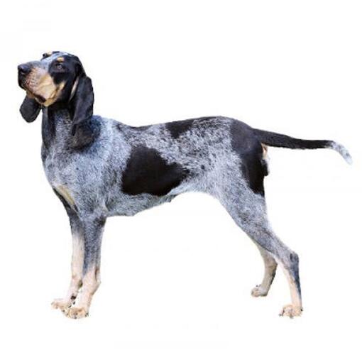 Raça de cachorro Grand Bleu de Gascogne