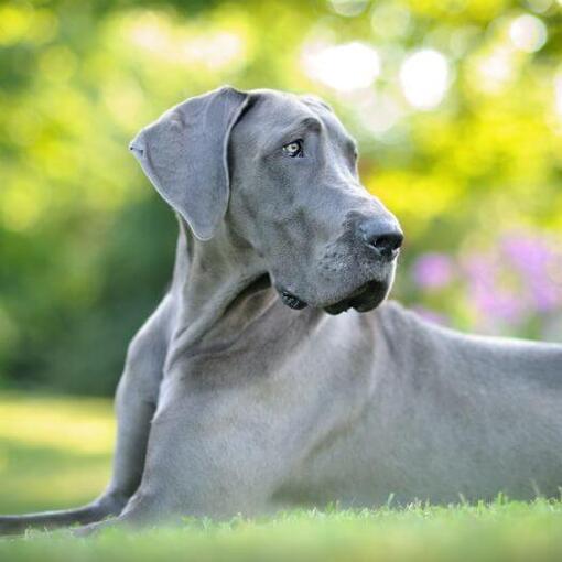 Dogue Alemão Cinzento deitado na grama