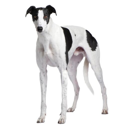 Raça de cão galgo