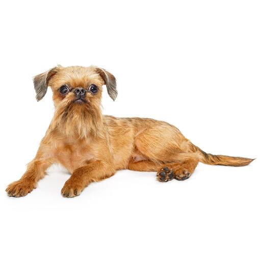 Raça de cachorro Griffon Bruxelense