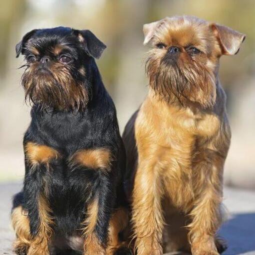 Dois Griffon Bruxellois estão de pé