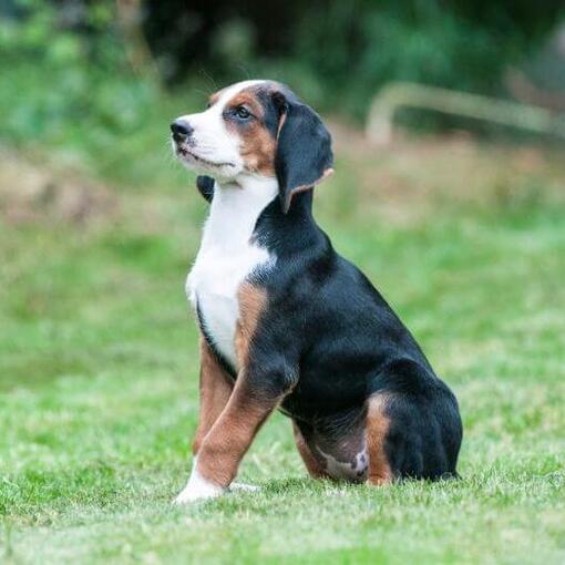 cachorrinho Sabujo de Hamilton está parado no jardim
