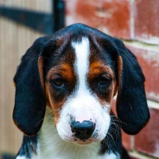 O cachorrinho Sabujo de Hamilton está observando alguém
