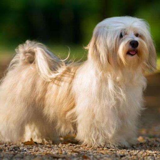 Cachorro parado no meio da floresta