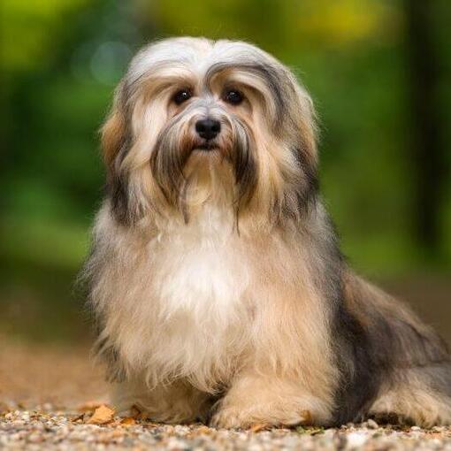 Cachorro parado no parque