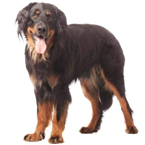 Raça de cachorro Hovawart