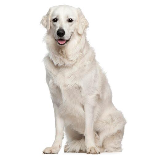 Raça de cachorro Kuvasz húngaro