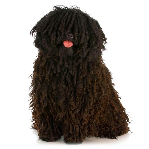 Raça Cão Puli Húngaro