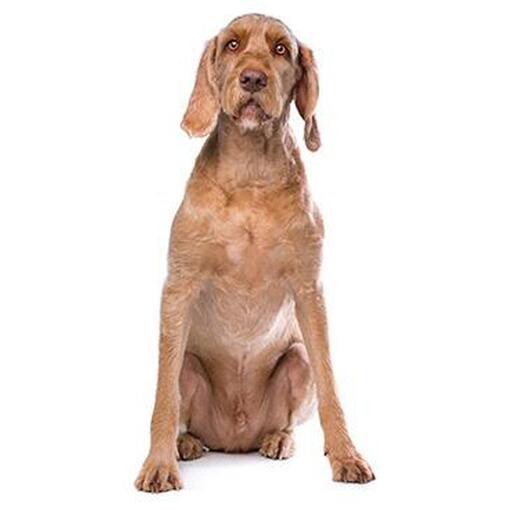 Raça de cachorro Vizsla de pêlo duro húngaro