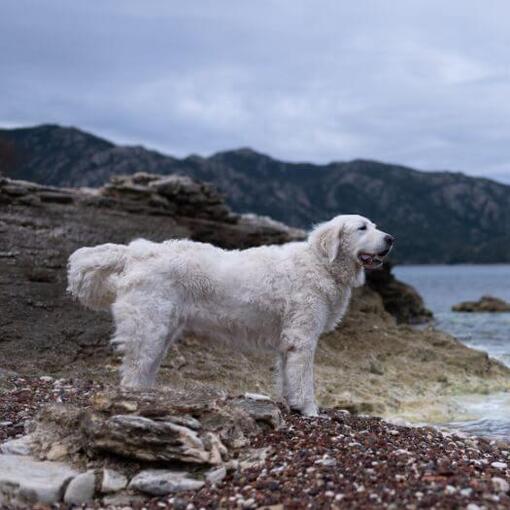 O húngaro Kuvasz está parado na praia à beira do lago