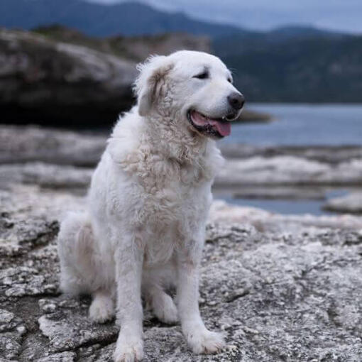 O húngaro Kuvasz está parado na praia à beira do lago e da floresta