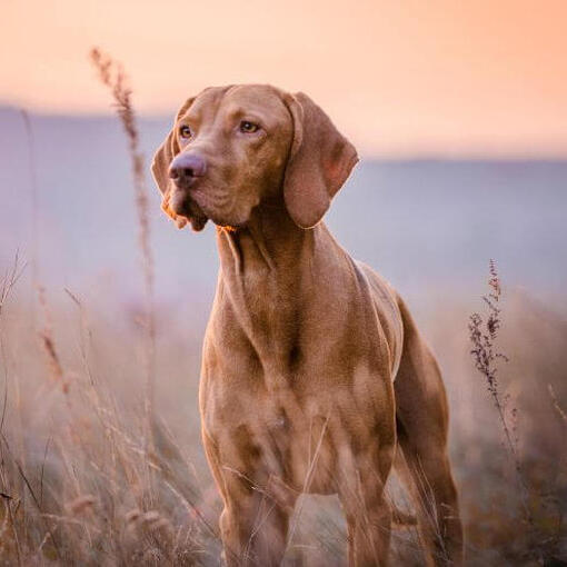 Brown Vizsla em pé no campo