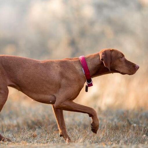 Brown Vizsla caminhando no campo