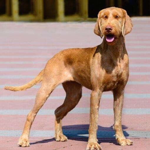Húngaro Vizsla de cabelos duros está andando na cidade