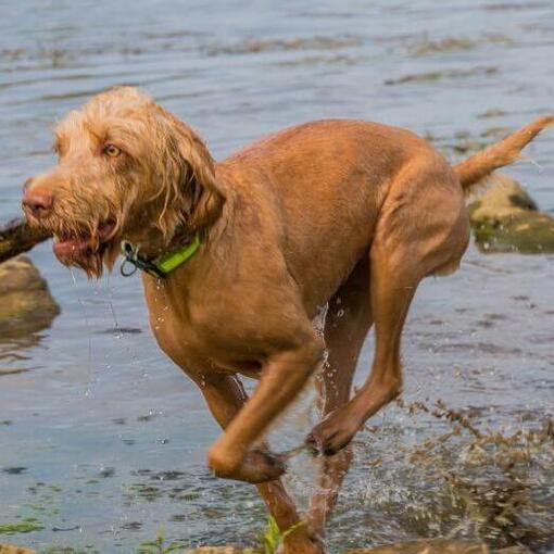 Húngaro Vizsla, de cabelos duros, está brincando e pulando no rio