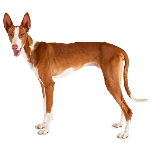 Raça de cão Ibizan Hound (pelagem curta / lisa)