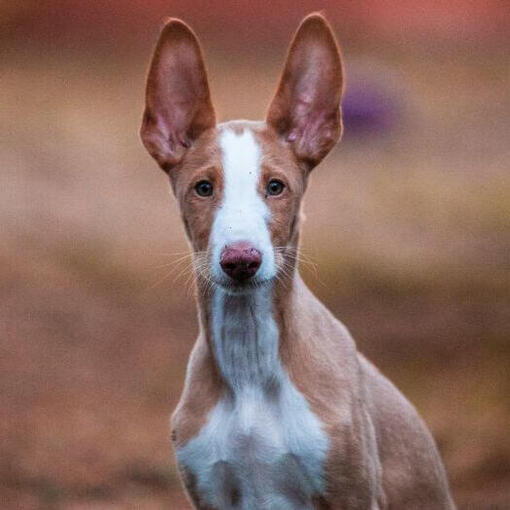 Ibizan Hound está observando alguém
