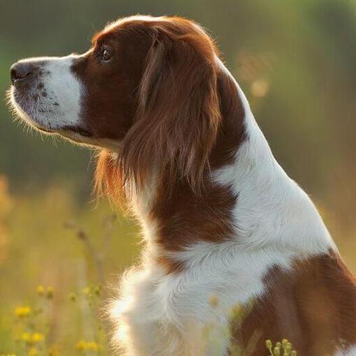 O Setter Irlandês Vermelho e Branco está parado no campo de flores