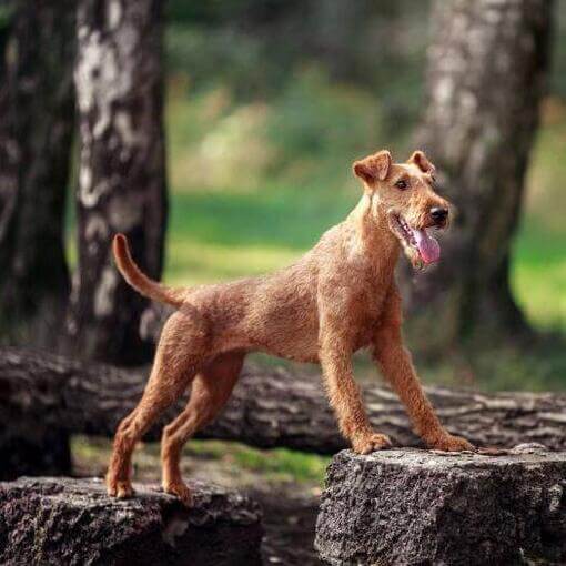 Terrier Irlandês na floresta