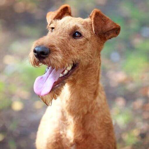 Terrier Irlandês com língua de fora