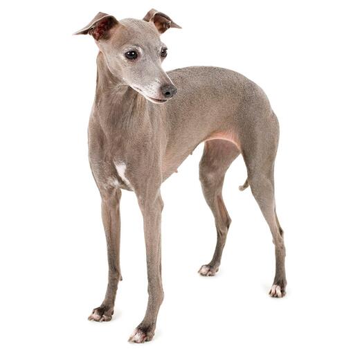 Raça de cão galgo italiano