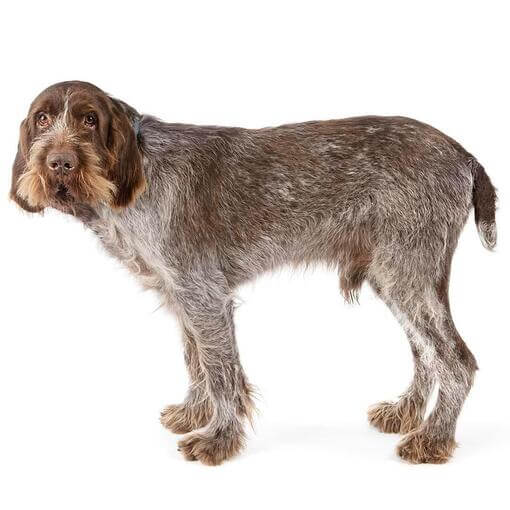 Raça Italiana de Cão Spinone