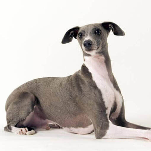 Raça de cão galgo italiano