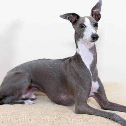 Raça de cão galgo italiano