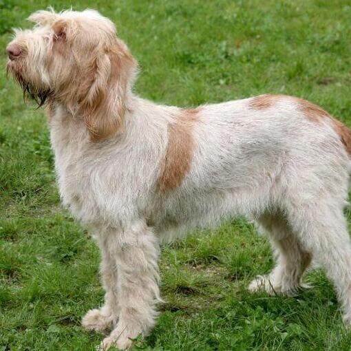 Spinone italiano em pé na grama