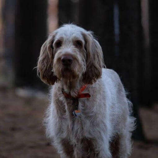 Cachorro parado na floresta escura