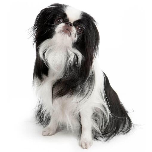 raça de cães Spaniel Japonês (Chin)
