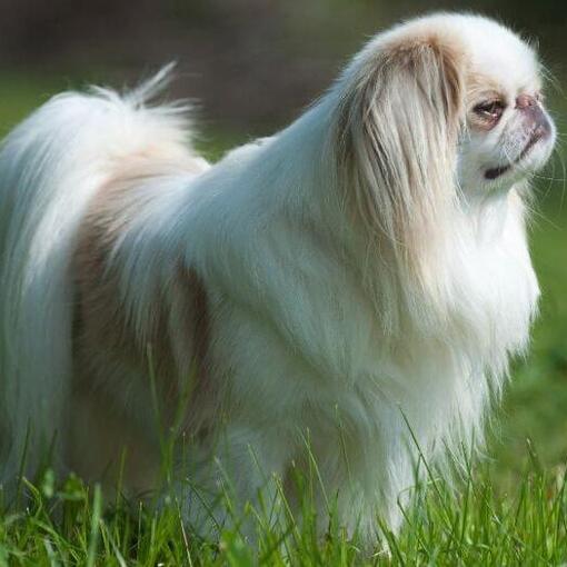 Spaniel Japonês (Chin) em pé na grama